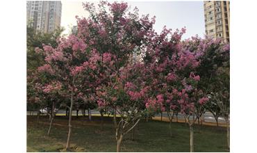 夏秋季節，錫城首次驚現紫薇花開美景